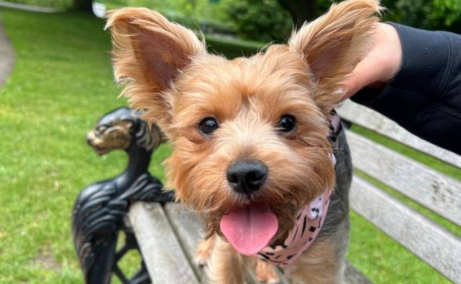 Canela the Yorkshire Terrier standing on a park bench having a mid-walkies break