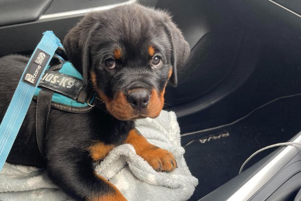 Piper, the Rottweiler, wearing a K9 harness sitting in a car