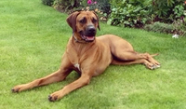 Rhodesian Ridgeback Everything You Need To Know 52 OFF