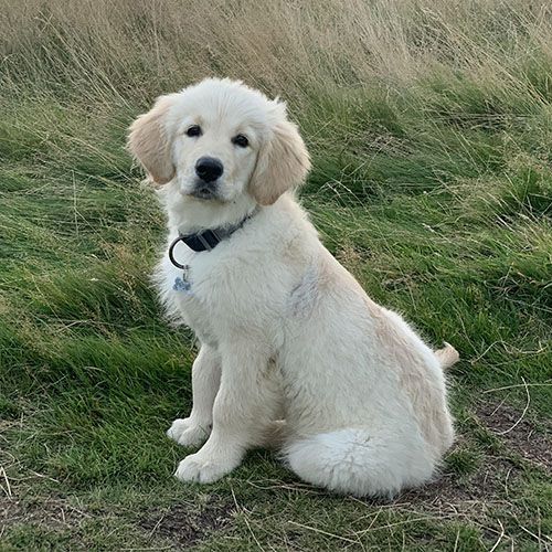 Marloe, a fluffy Golden Retriever puppy, sits side ways looking towards camera in a field of long grass