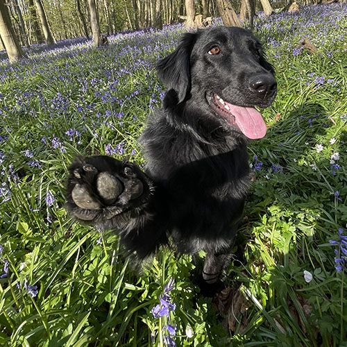 Flat coated Retriever holding their paw up to camera