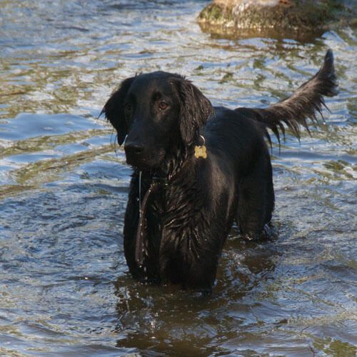 A black dog is wading in water, his tail wagging