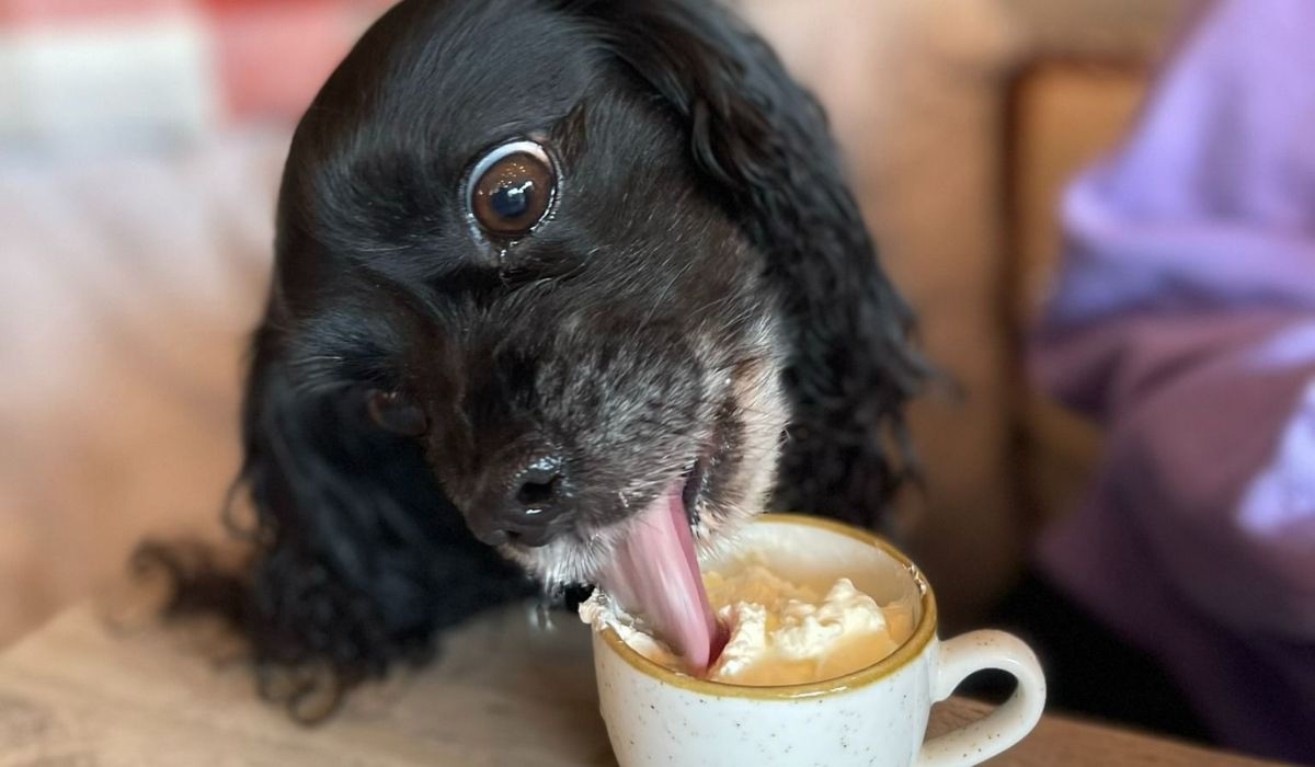 Dog friendly places to eat in Norfolk