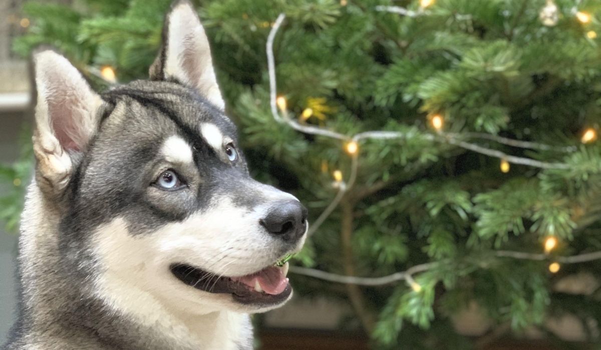A beautiful husky sitting in front of the Christmas tree, peering up hoping for a Christmas treat.