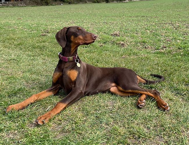 A chocolate and tan, short-haired, elegant dog is lying on grass looking off to the distance