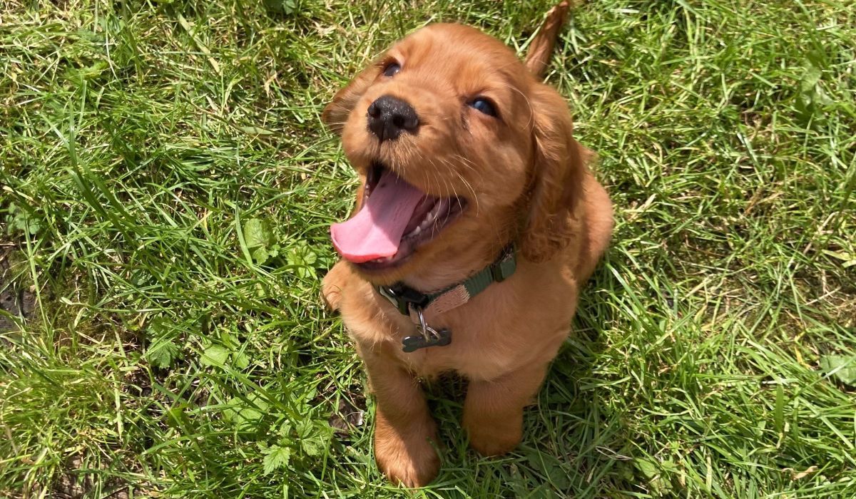A super happy little Cocker Spaniel pup wearing a very large smile in the garden, sitting pretty