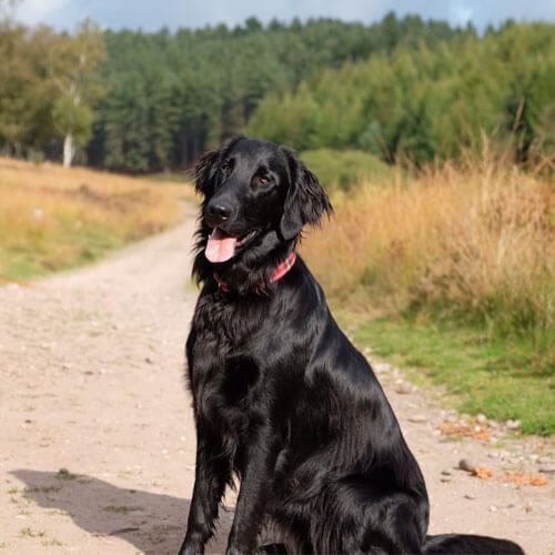 A glossy-coated black dog is sitting on a rough path in the countryside on a sunny day