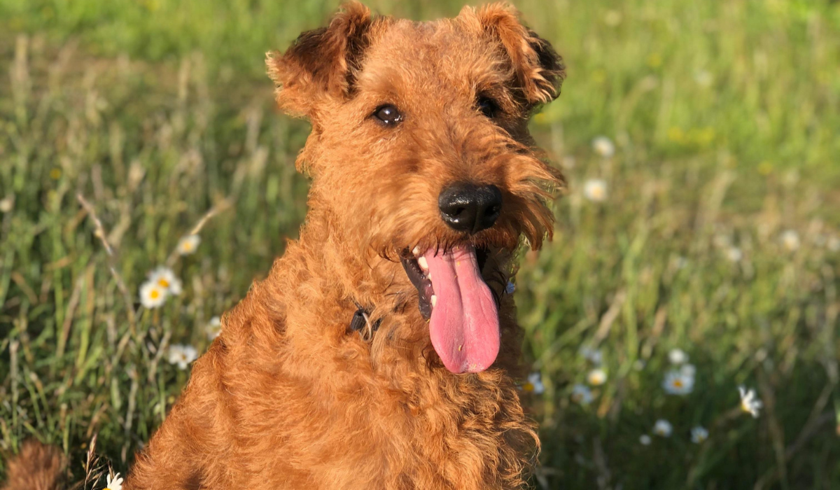 how tall is an irish terrier