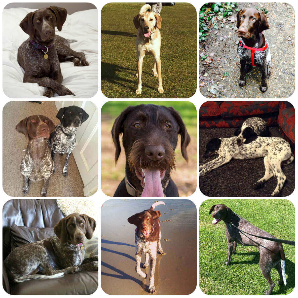A collage of photos of Pointers. They are all large, slim dogs. Many of them have spotty coats on their bodies but solid coloured heads.