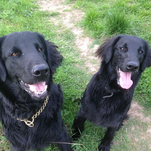 Two large, black dogs with long noses and fairly long coats are sitting on grass