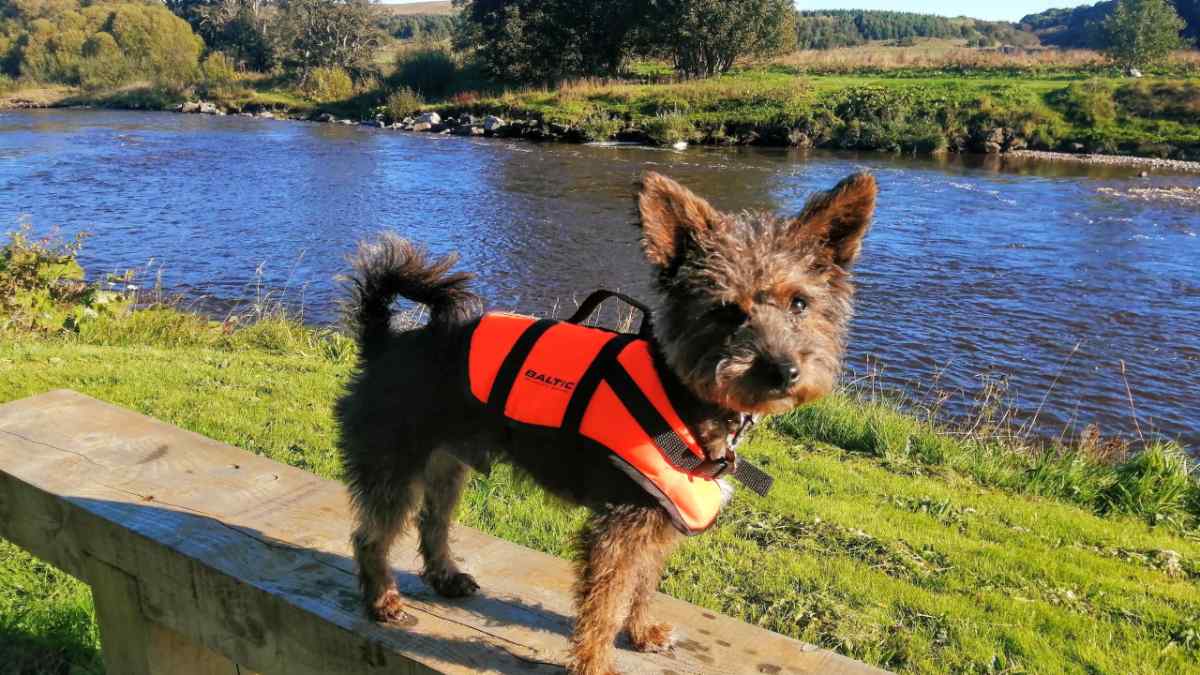 Doggy member Leif, the Jackapoo, out on a walk near a river wearing a pawsome orange life jacket