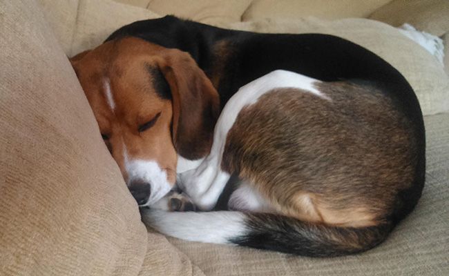 do beagles need a lot of exercise