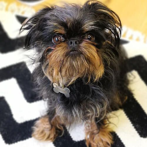 A small, scruffy dog with an intelligent face and small nose is sitting on a rug