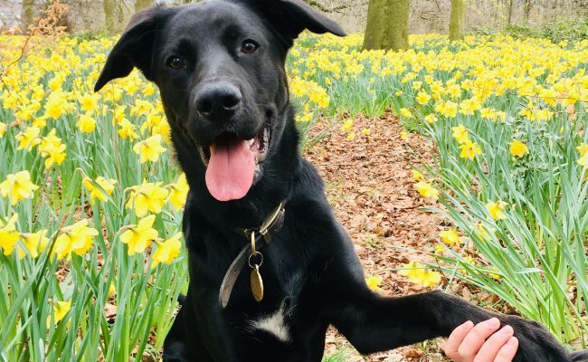 Doggy member, Opi, the Labrador Retriever sat in a field of Daffodils giving paw to his borrower
