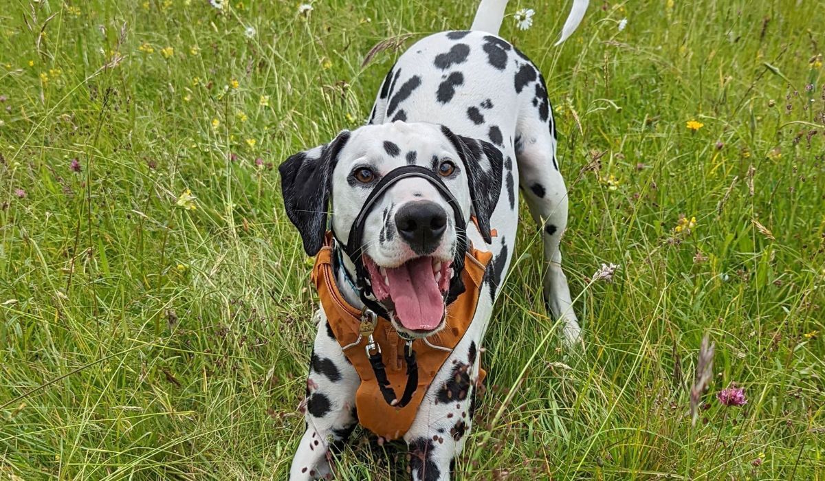 A short-haired, white dog with black spots and black floppy ears, wears a big, wide smile, playing on the grass