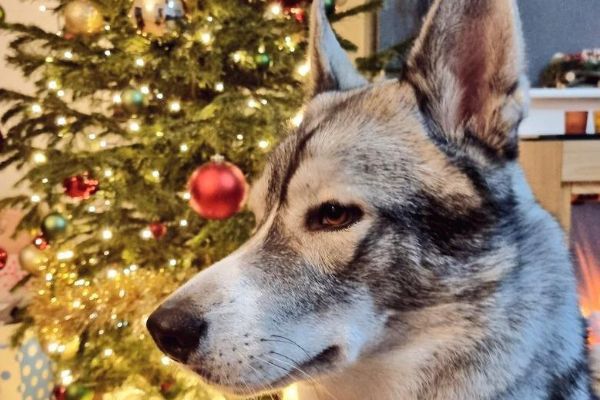 Mishka, the Cross Breed, in front of a christmas tree with red baubles