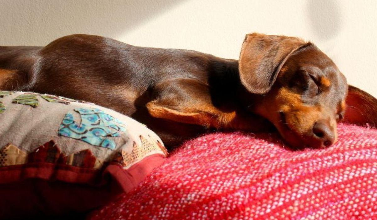 Doggy member Gus, the Miniature Dachshund, sleeping peacefully on a red knitted blanket and embroidered cushion