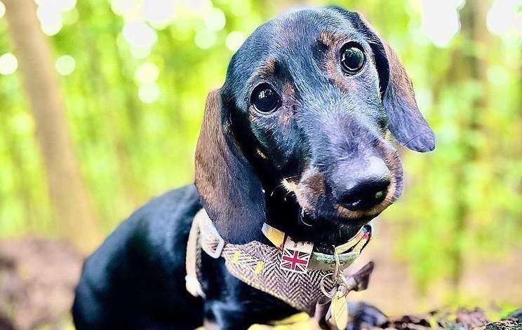 Astrid the wired dachshund wearing a dog harness with tiny UK flag on