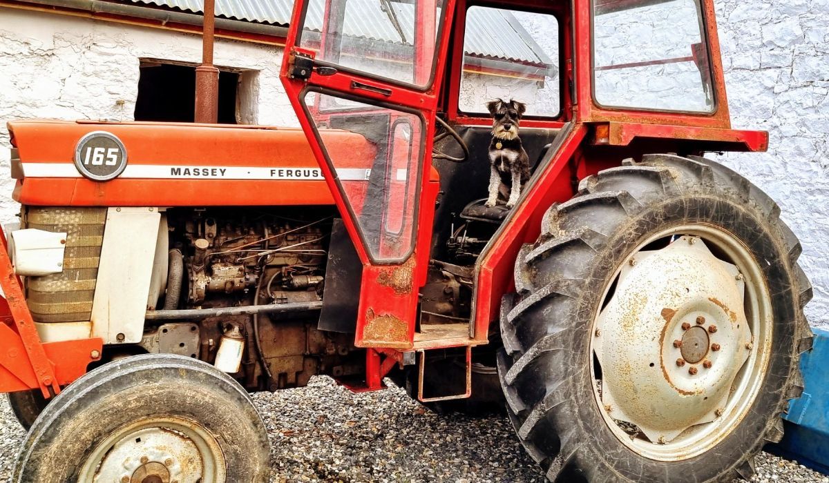 A cute Miniature Schnauzer sat in the drivers seat of a big red tractor