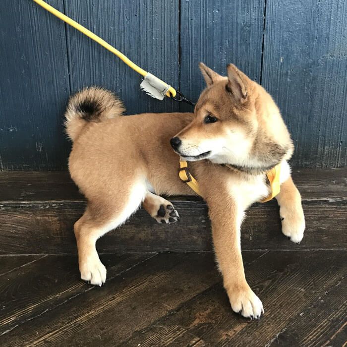 are shiba inus part fox