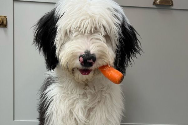 Pip the Old English Sheepdog sitting with a carrot hanging out of their mouth