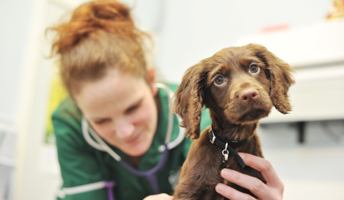 An adorable chocolate Cocker Spaniel puppy is being checked over by a friendly vet nurse.
