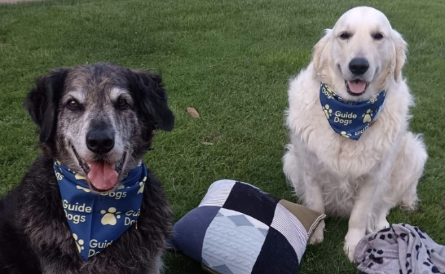 Doggy members, Murphy and Bobby, sat in the park smiling, wearing their Guide Dog bandanas proudly