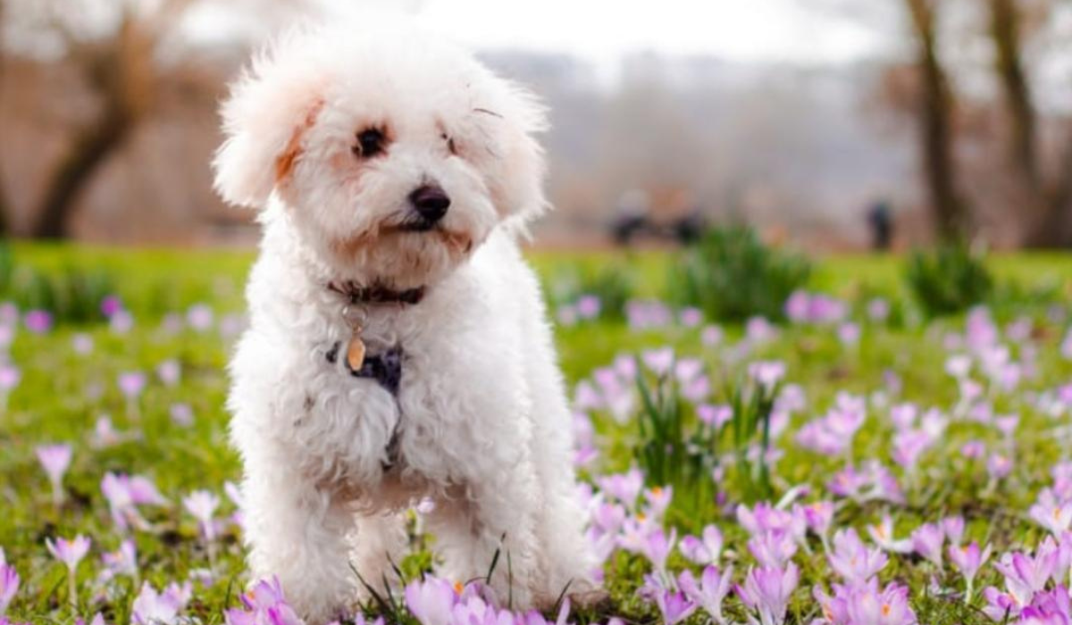 A small, fluffy, cloud-like, white dog stands in the grass surrounded with pretty pink flowers. 