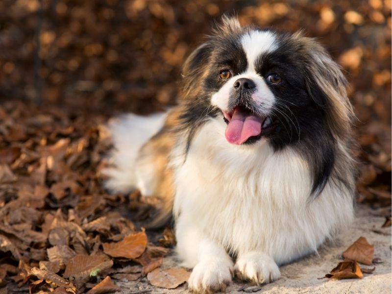 Pekingese Dog Breed Guide: Care & Training | BorrowMyDoggy