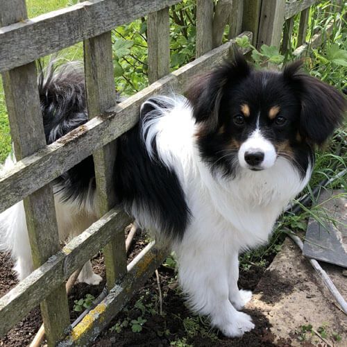 Papillon doggy member, enjoying himself in the garden and showing he is a tiny dog!