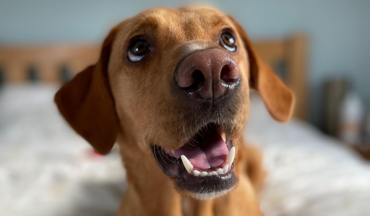A happy, fox red labrador is lying on the bed gazing up intently, waiting for a cuddle!