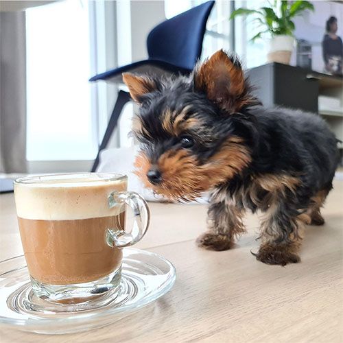 Cutie puppy Yorkshire Terrier sniffing a warm drink