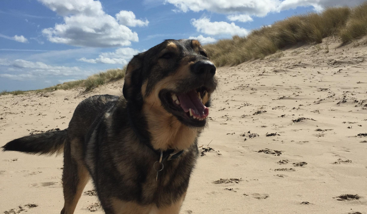 A black and tan dog is stood smiling on the sandy beach with grassy, sand dunes behind.