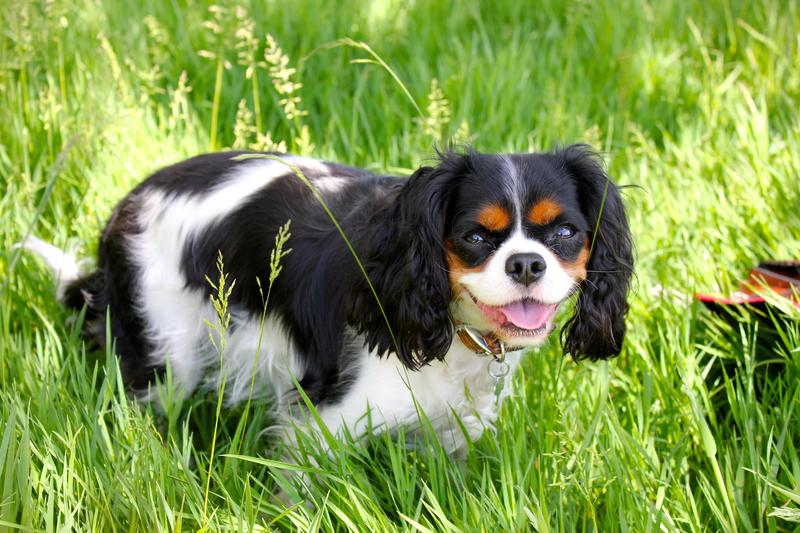 How to make your garden dog friendly 