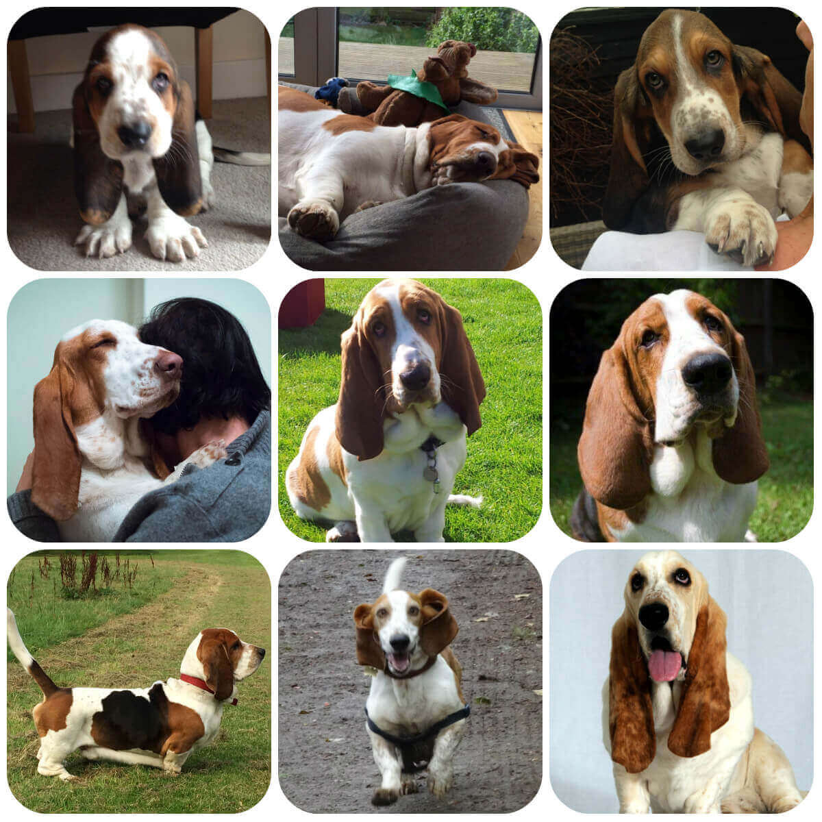 A collage of 9 pictures of Basset Hounds