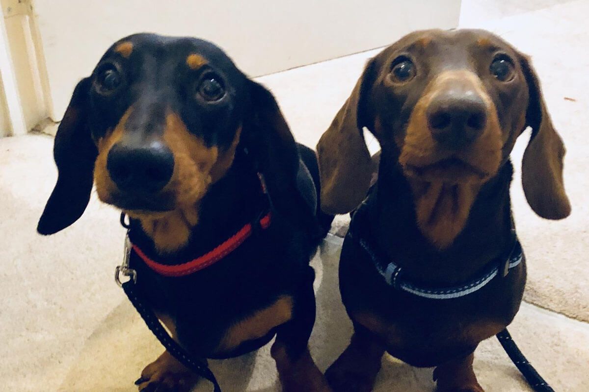 Arlo and Sully the Dachshunds