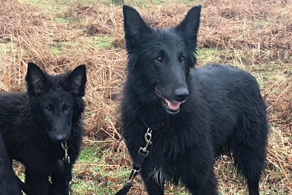 Mother and daughther, Sheba and Merlot, Belgian Shepherd Dogs, on a soggy walk