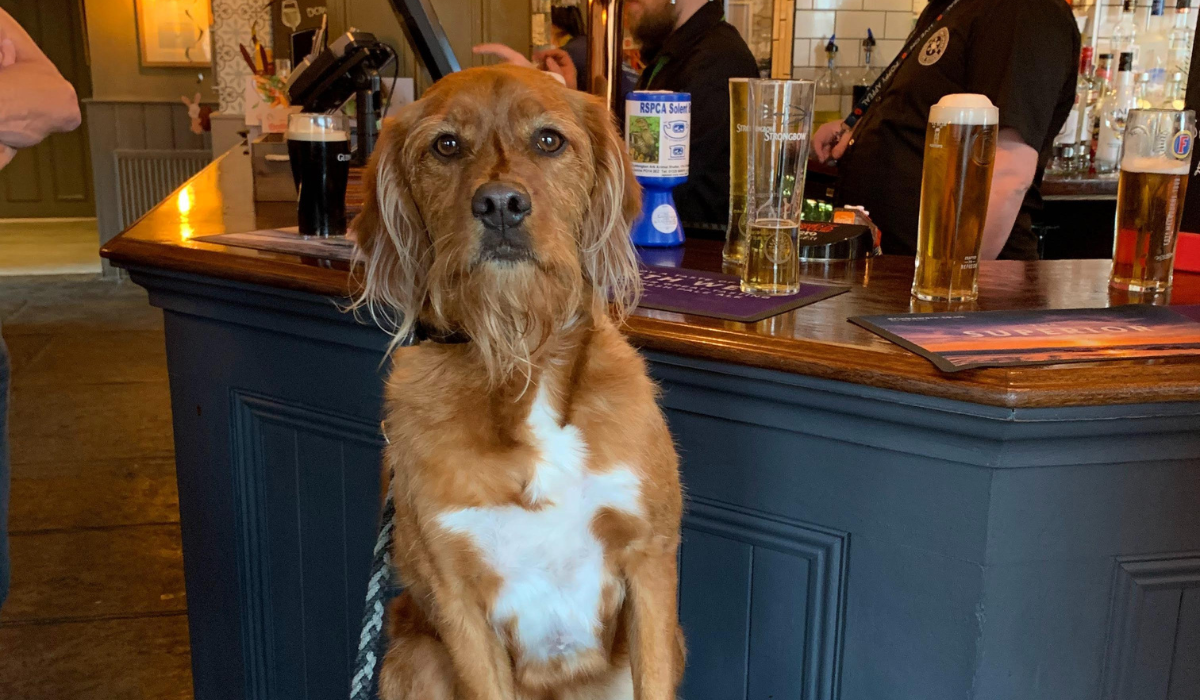A gorgeous, large cross breed dog sits on the bar stool with a number of pints on the bar behind them.