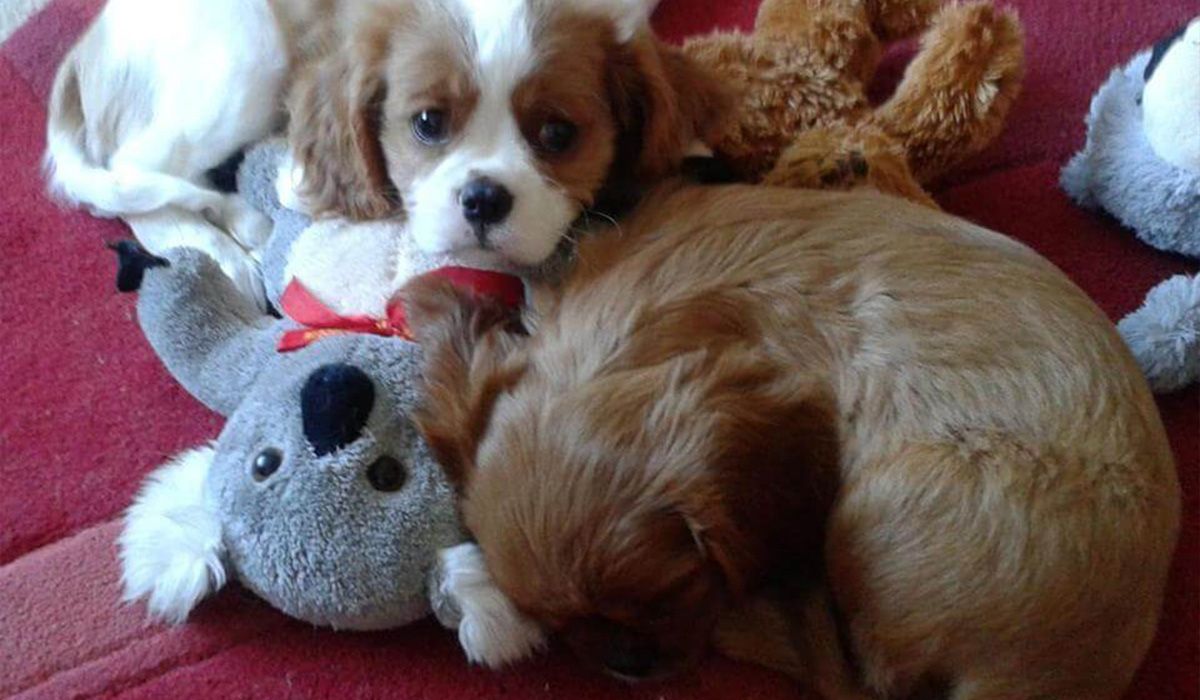 Two cute pups curled up in some soft toys