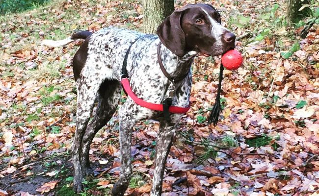 Doggy member Martha, the German Pointer, carrying her ball and enjoying a walk in the woods with her borrower