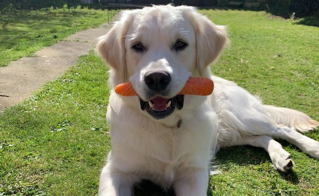 Doggy member, Bailey, the Golden Retriever smiling with a carrot in their mouth