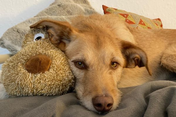 Kinder, the Podenco Canario lying on a soft blanket with his cuddly toy