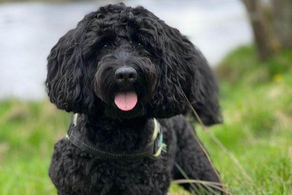 Doggy member Guiness, a black fluffy Cockapoo, enjoying his afternoon walk