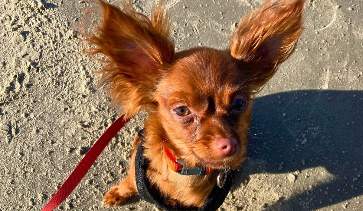 A small tan dog with large bat-like, fluffy ears, pink nose and brown eyes, sits on the beach