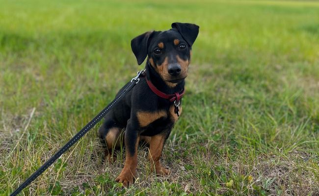 Manchester terrier sale jack russell cross