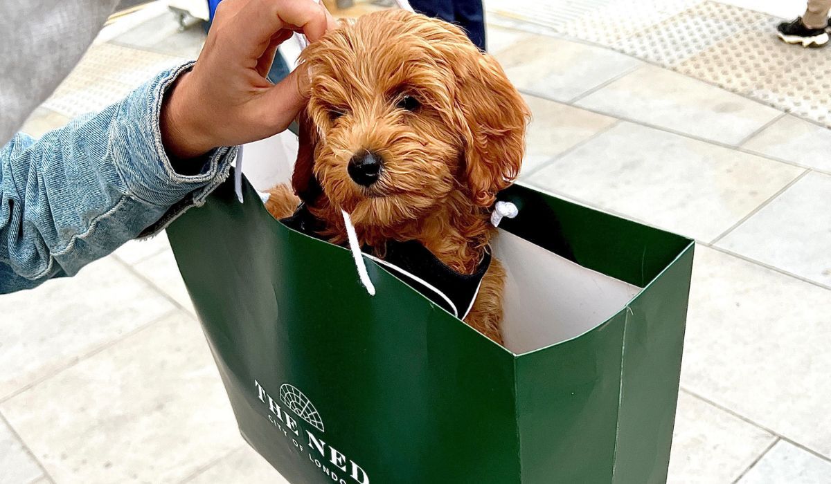 Doggy member Peach, the Cavapoo, travelling in a The Ned shopping bag on a shopping spree with her human