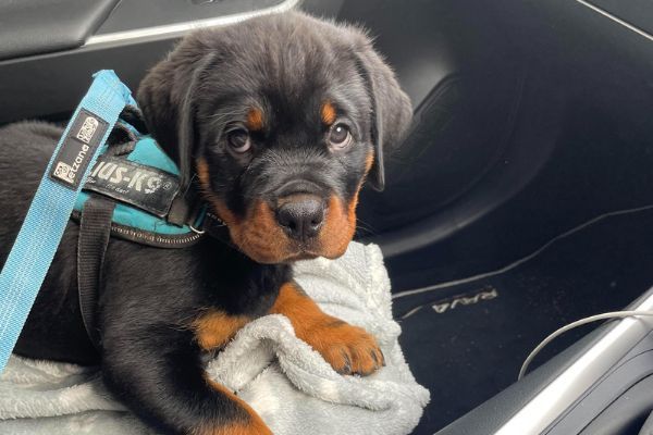 Piper, the Rottweiler