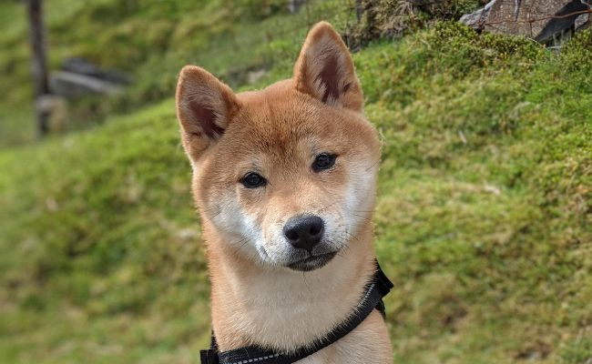 Doggy member Yoshi, the Shiba Inu sitting with his head slightly tilted as he looks directly at the camera whilst on a walk on the moors
