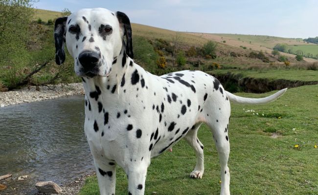 Doggy Member, Roxy, the Dalmatian enjoying a walk along the canal