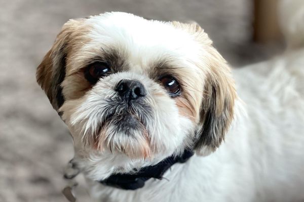 Phoebe, the Shih Tzu, looking at the camera
